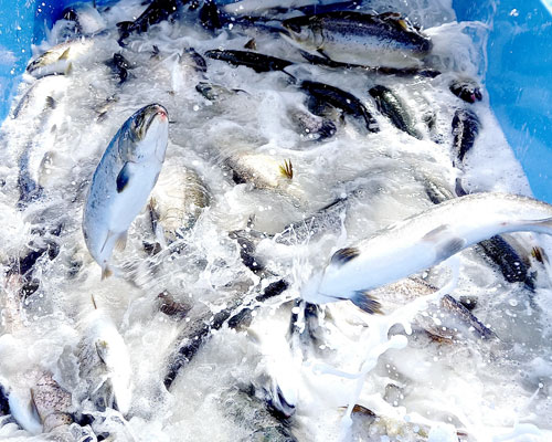 岩手大槌サーモン