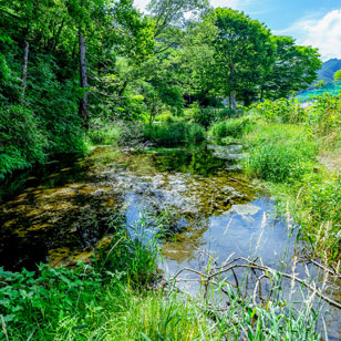 貴重な生物も棲む良質な湧水