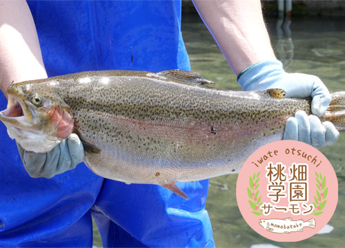 桃畑学園サーモン