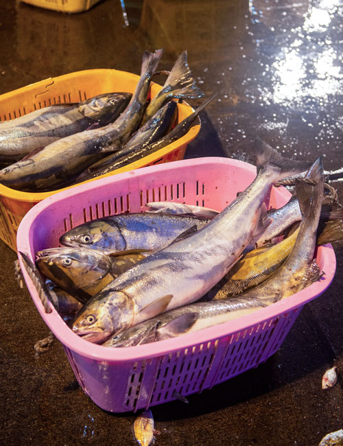 水揚げした大槌サーモン