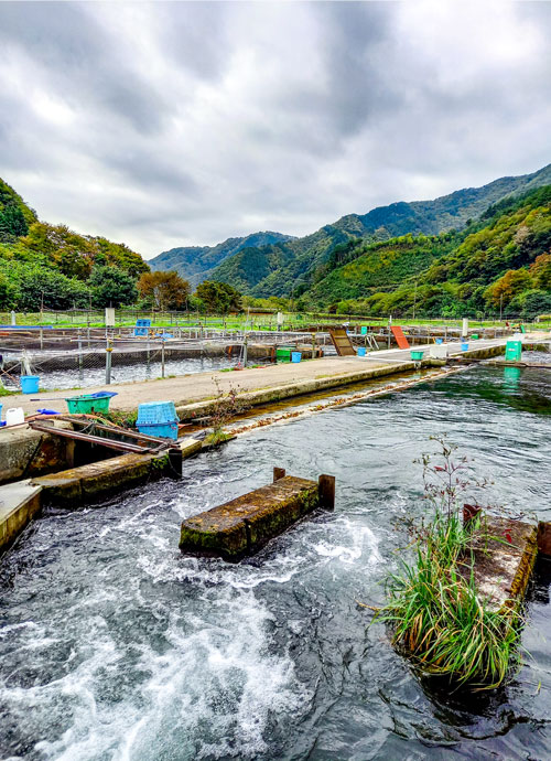 復旧し岩手大槌サーモンの稚魚と桃畑学園サーモンを育成する桃畑養魚場