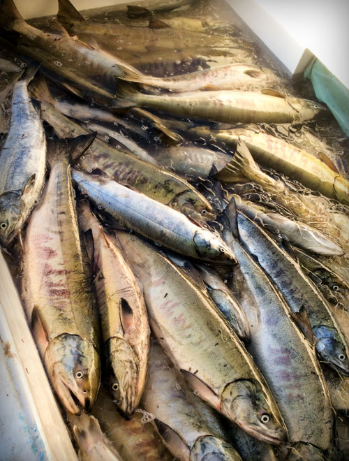 水揚げした岩手大槌サーモン