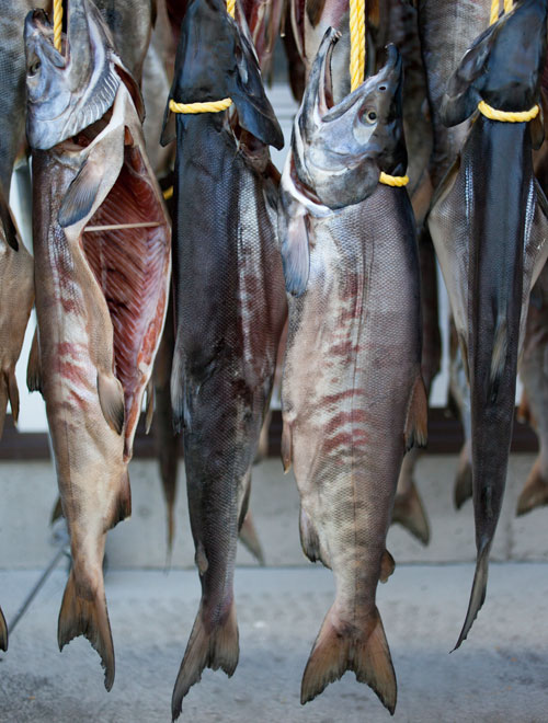 南部の鼻曲がり鮭
