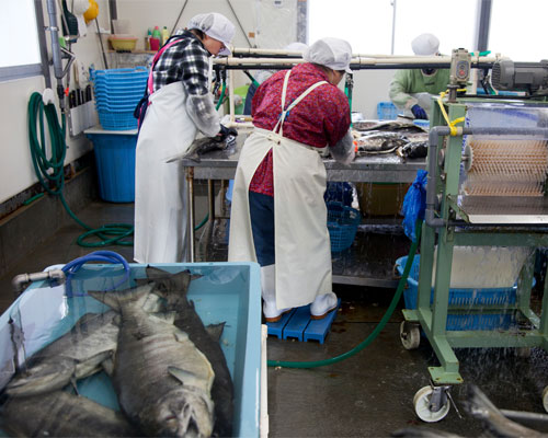 新巻鮭の作業風景