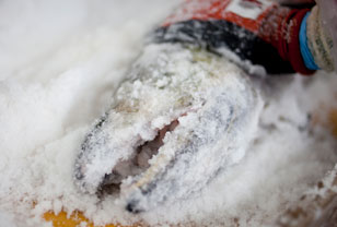 充分に塩を擦り込む