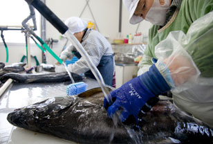 塩を落として真水で洗う