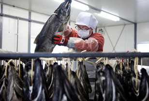 腹を開いて縄をつけて吊る