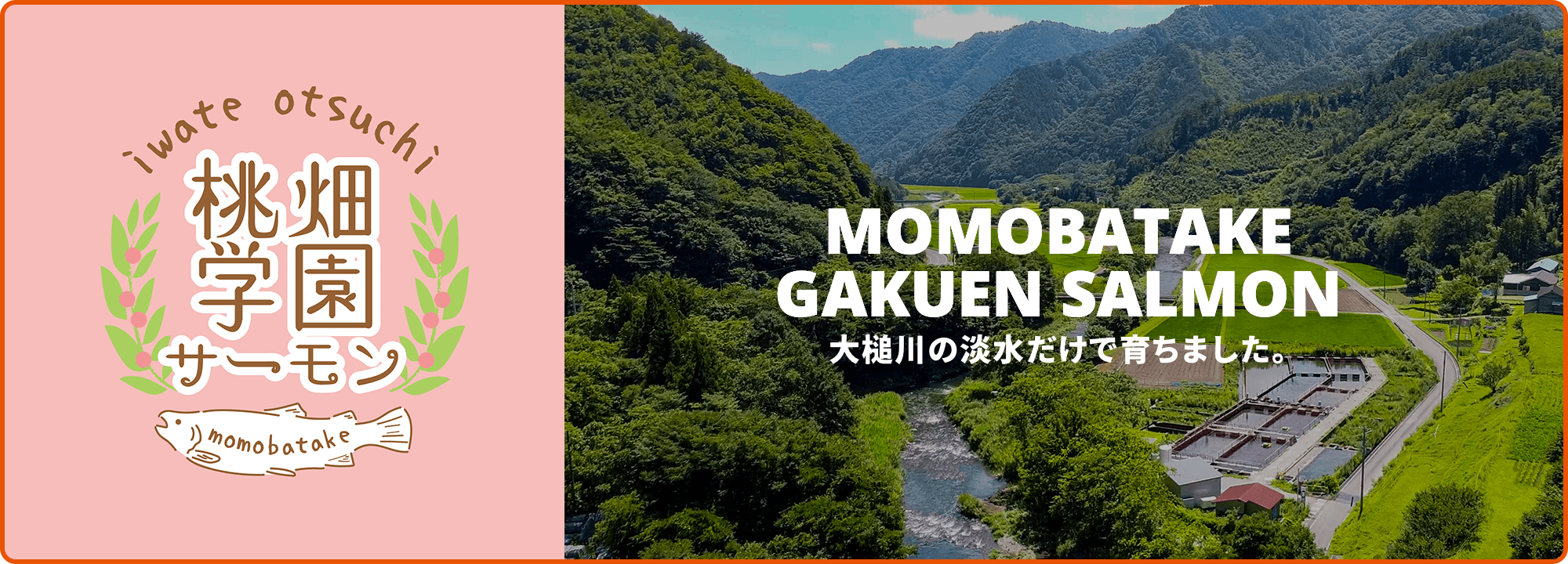 桃畑学園サーモン - 大槌川の淡水だけで育ちました。