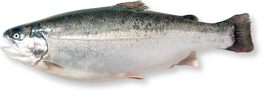 トラウトサーモン