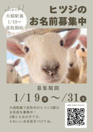 🐏ヒツジのお名前募集中🎊