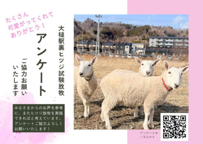 🐏大槌駅裏ヒツジ試験放牧 アンケートご協力のお願い