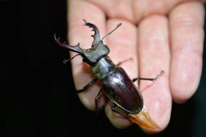 【夏休みは、本格的な昆虫標本づくりに挑戦しよう!】